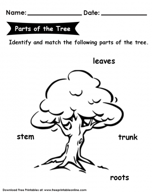 Tree Parts Worksheet