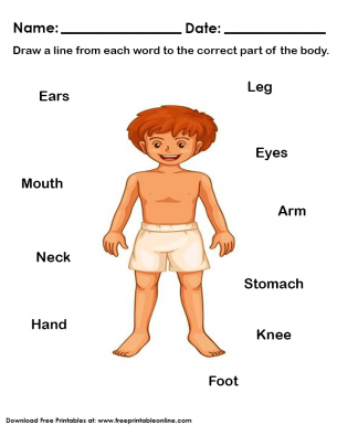 parts of the human body worksheet