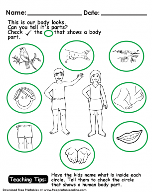 which is human body parts kids worksheet