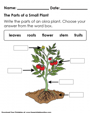 basic parts of a plant worksheet