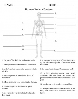 Skeletal systems