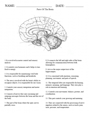 parts of the brain for kids worksheet