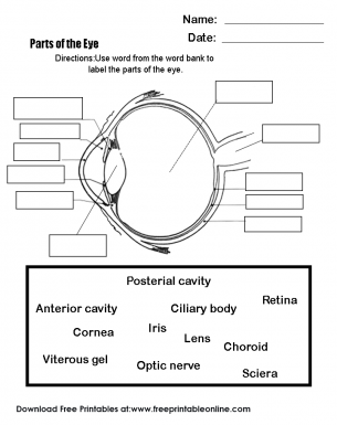 Learn Parts of the Eye Worksheet - Free Printable Online