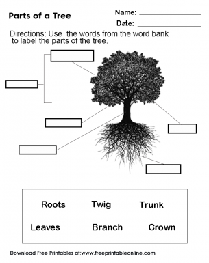 parts of tree worksheet